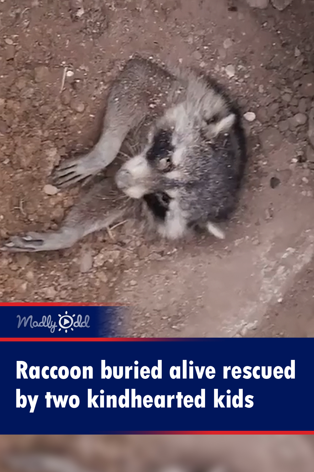 Raccoon buried alive rescued by two kindhearted kids
