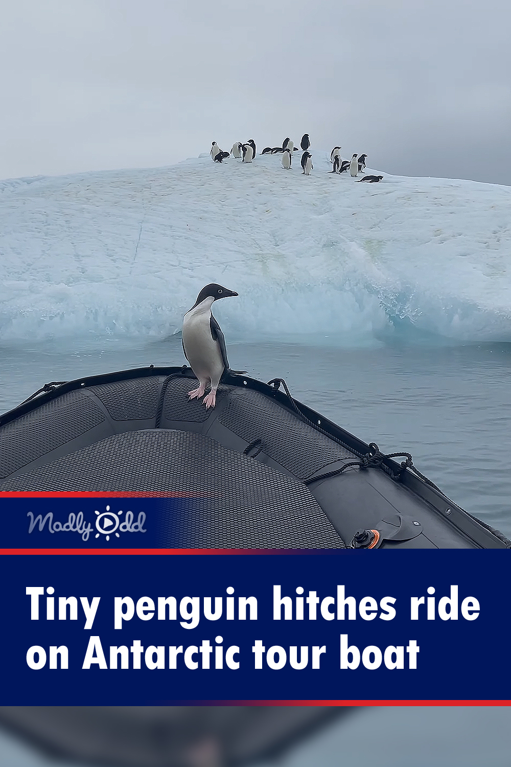 Tiny penguin hitches ride on Antarctic tour boat