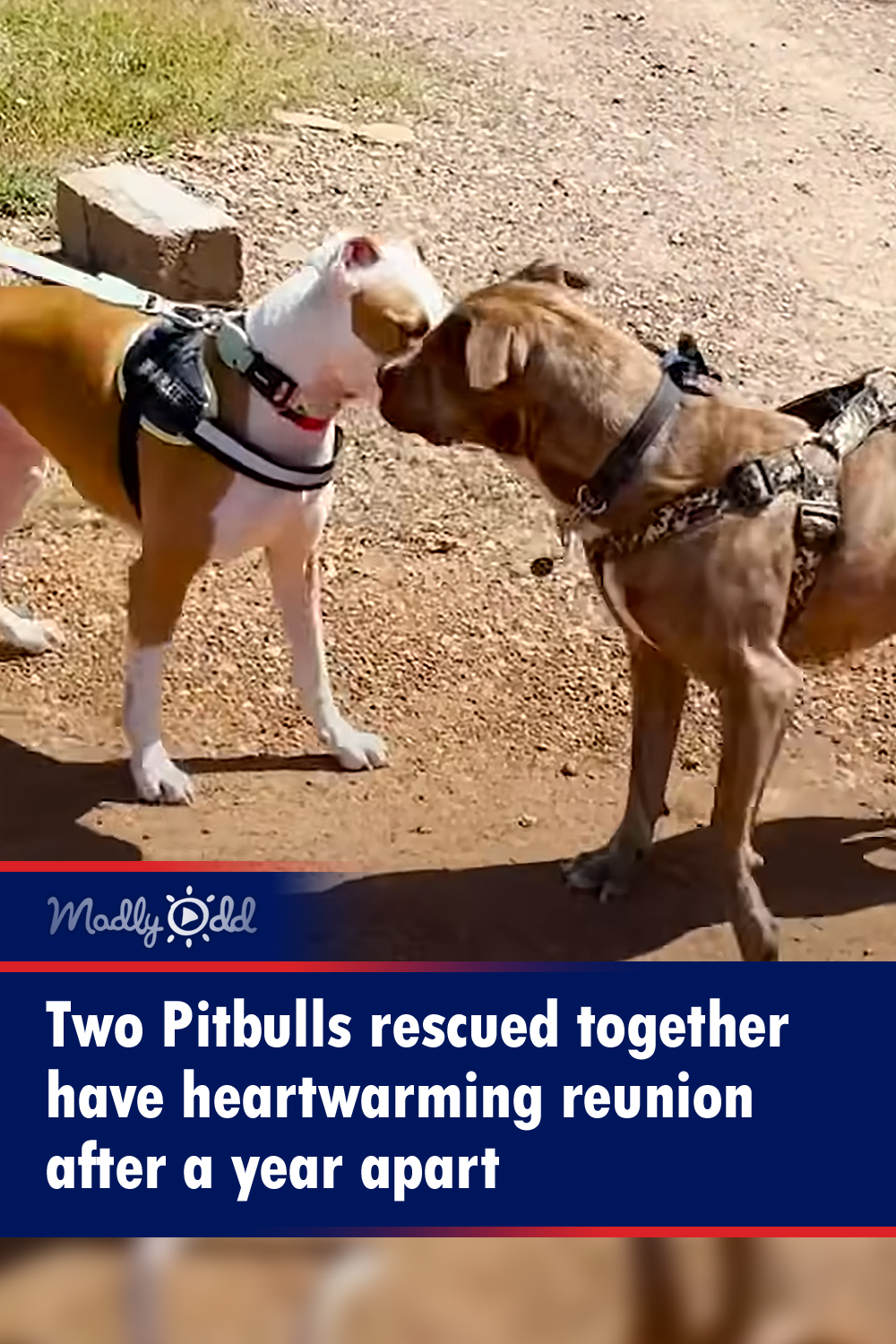 Two Pitbulls rescued together get reunited after a year apart