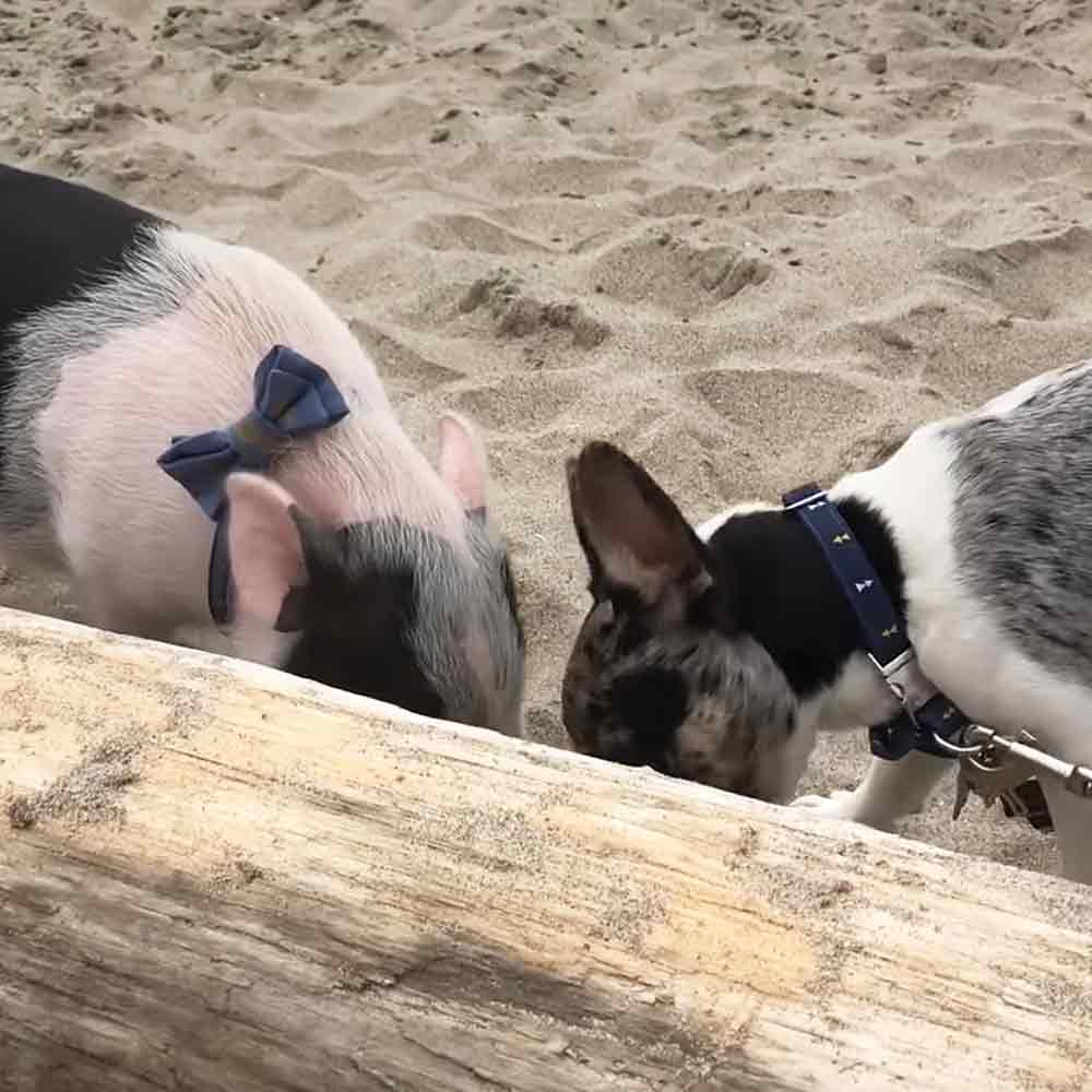 Adorable pig and his dog brother