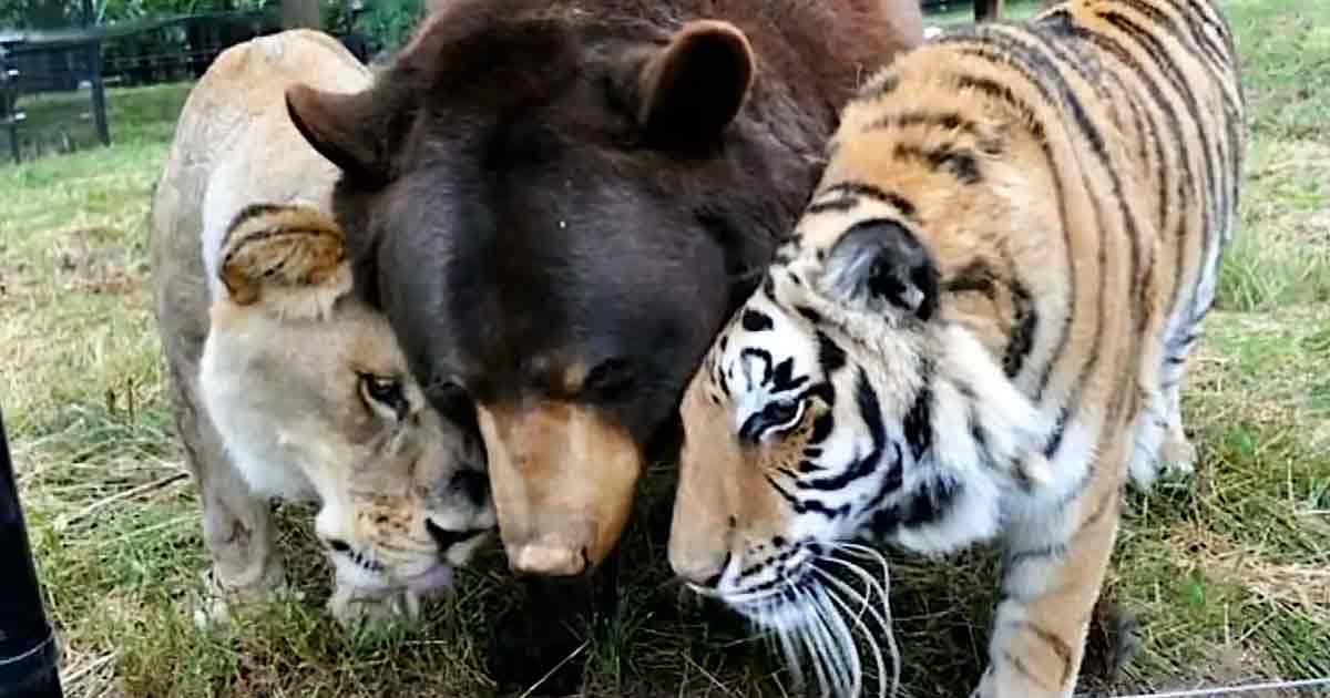Lion, tiger, and bear