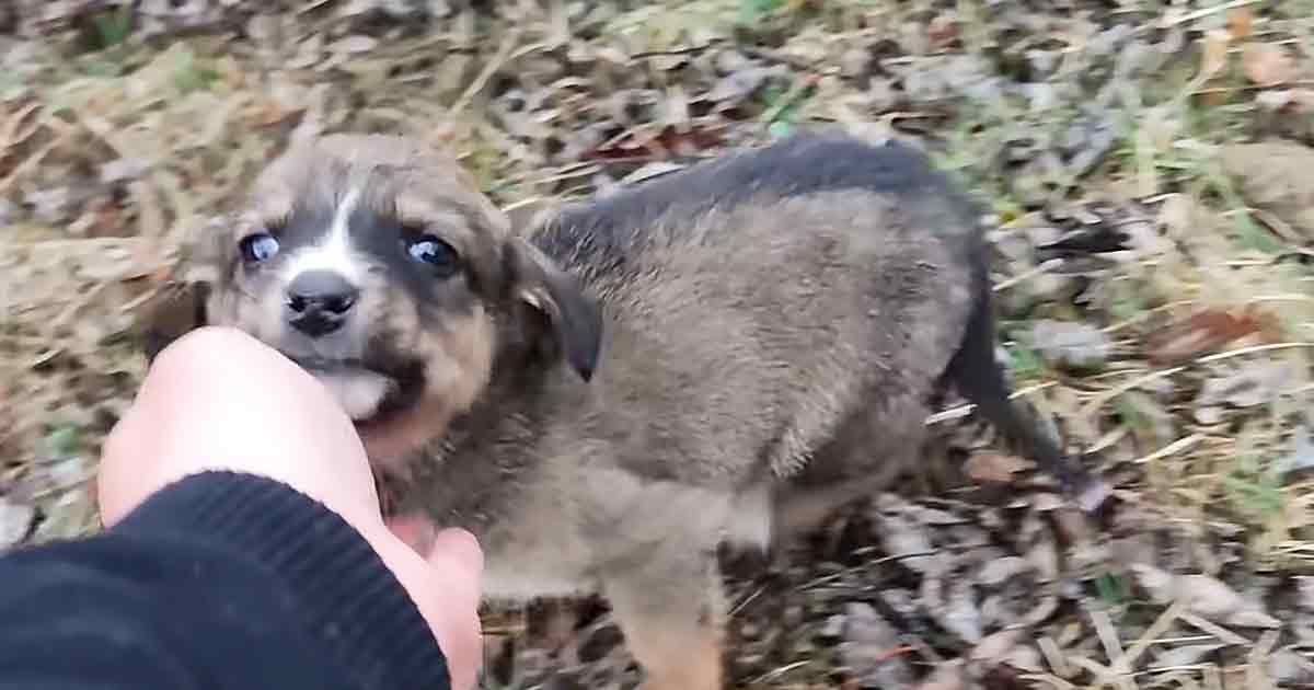 Scared abandoned puppy