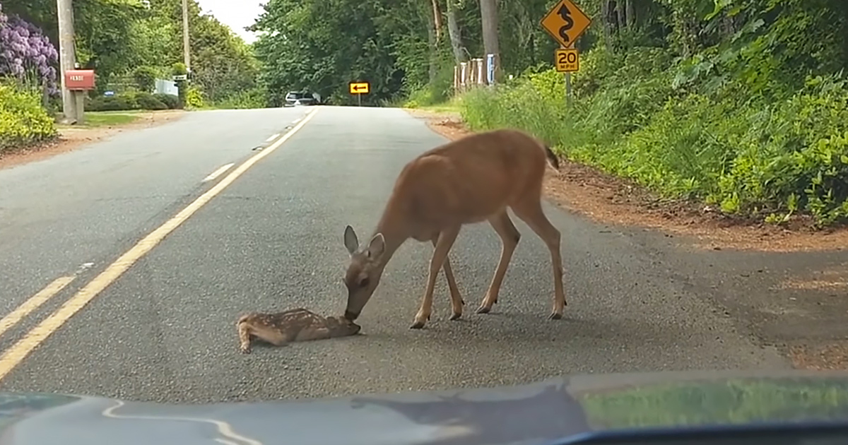 Mama deer and her frightened fawn
