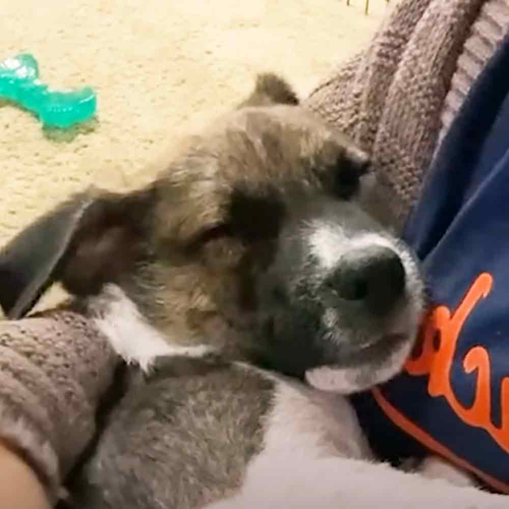 Rescued puppy