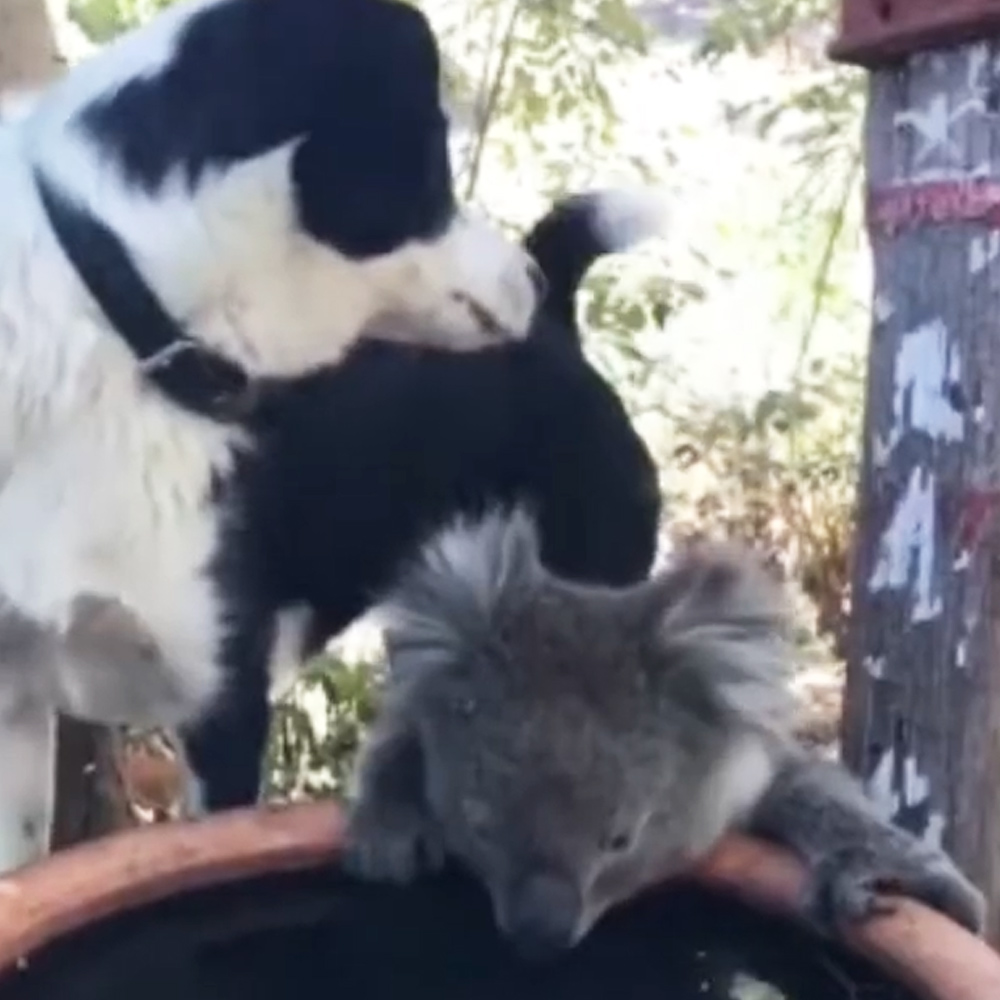 Koala & his dog friend