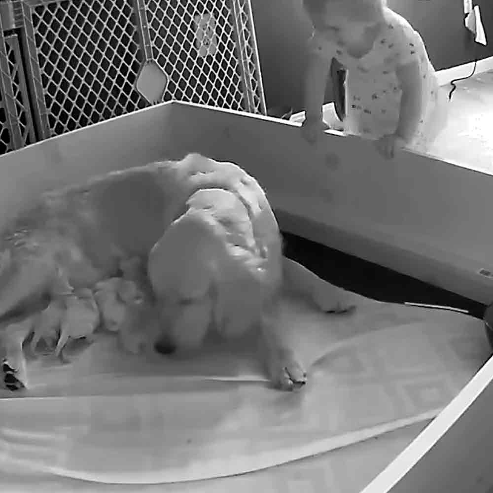 Toddler and mama dog with newborn puppies
