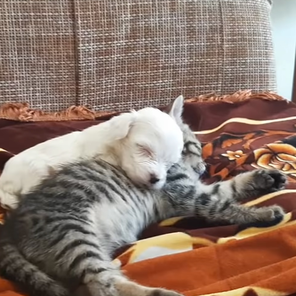 Kitten and little rescue puppy