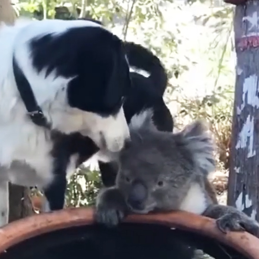 Koala & his dog friend