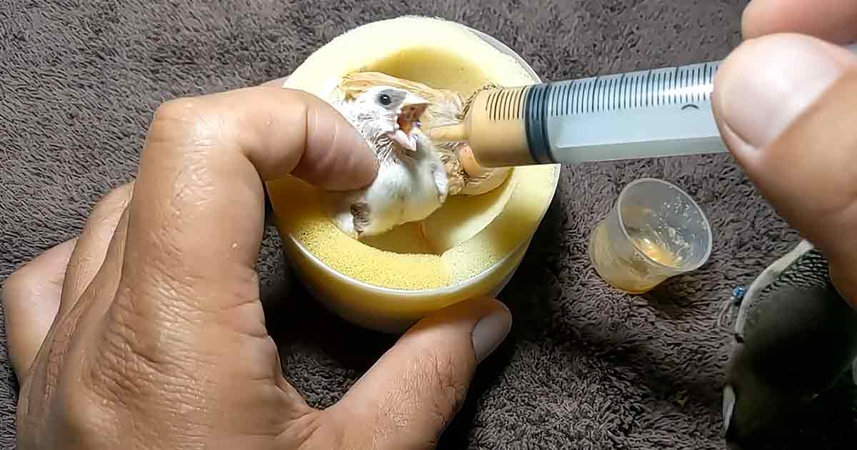 Woman bottle feeds baby birds