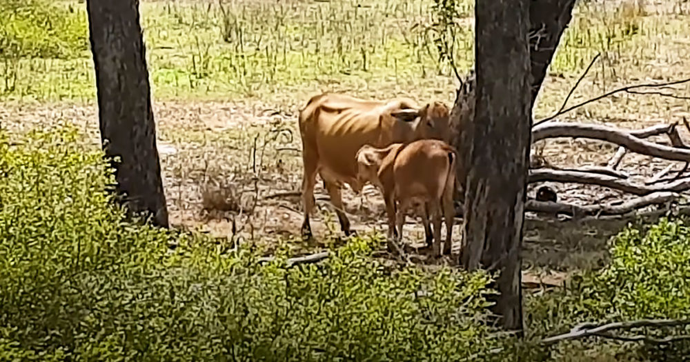 Mama cow and calf