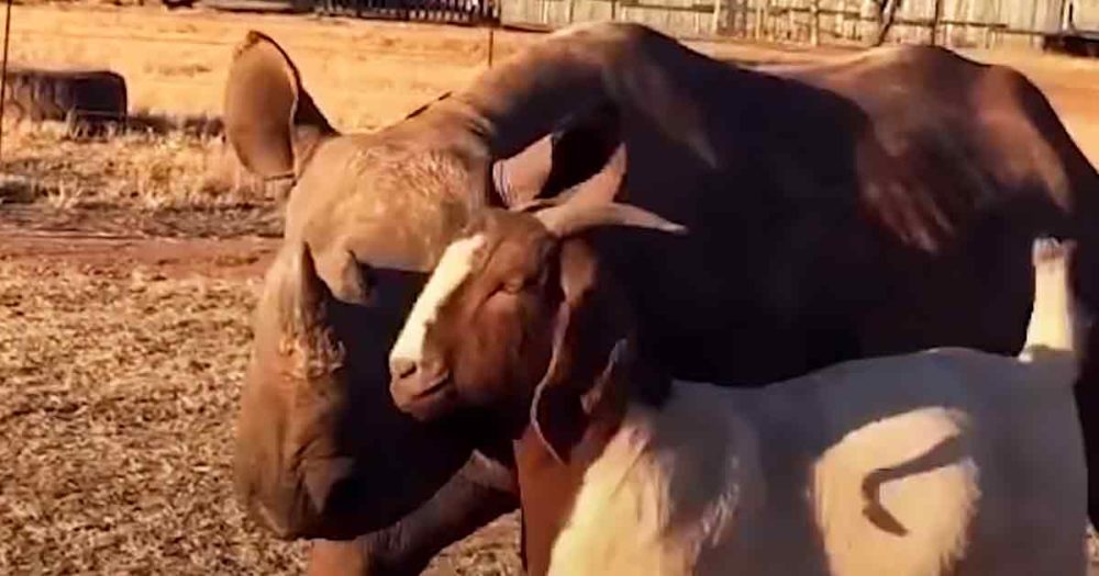 Rescued baby rhino and goat