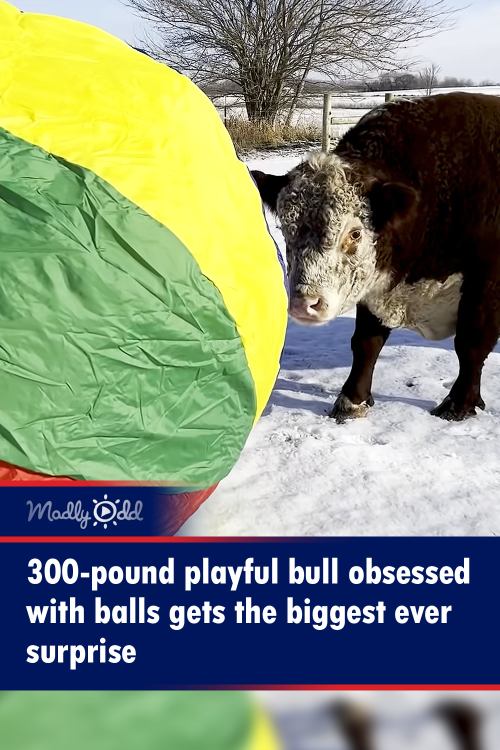 300-pound playful bull obsessed with balls gets the biggest ever surprise