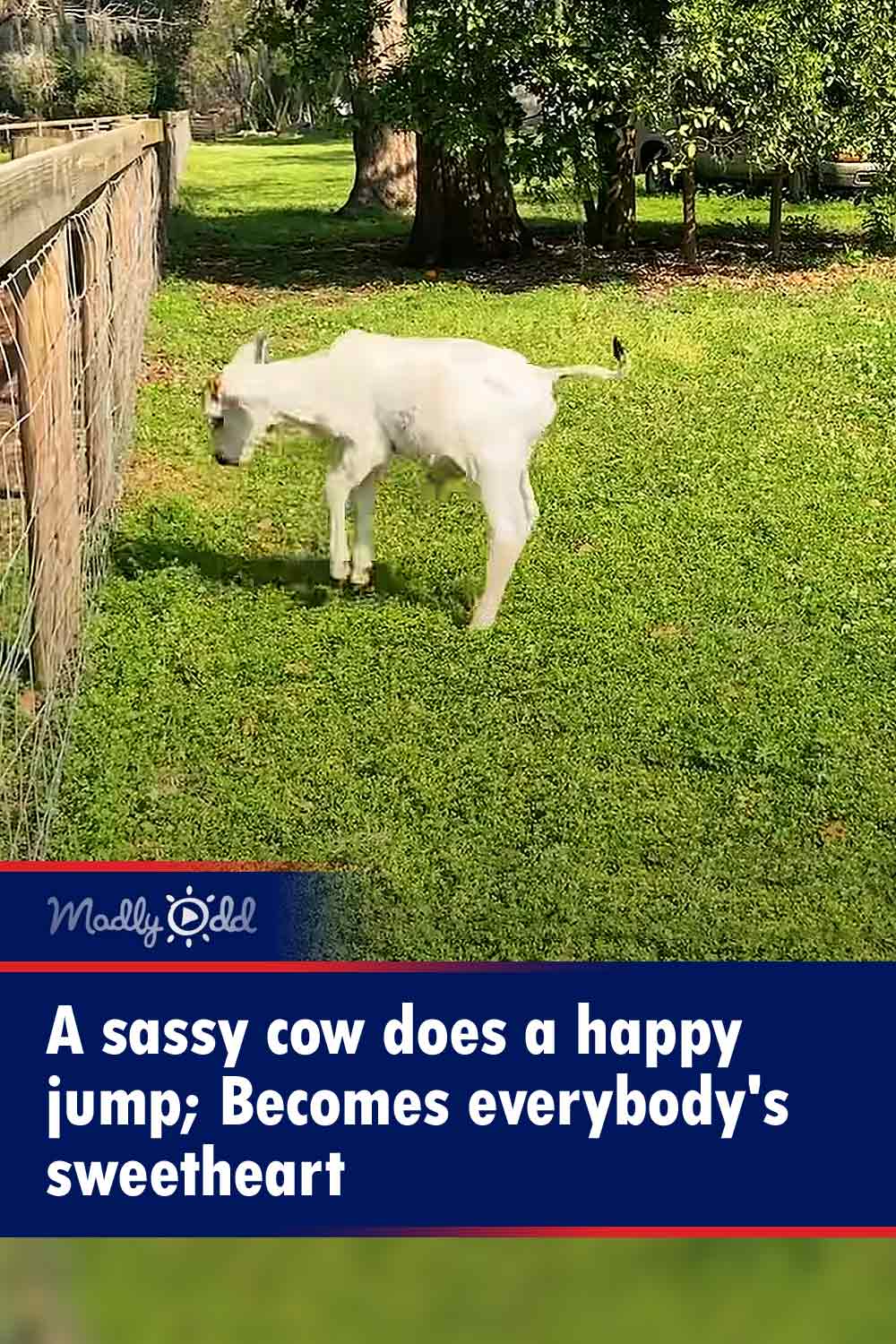 A sassy cow does a happy jump; Becomes everybody\'s sweetheart
