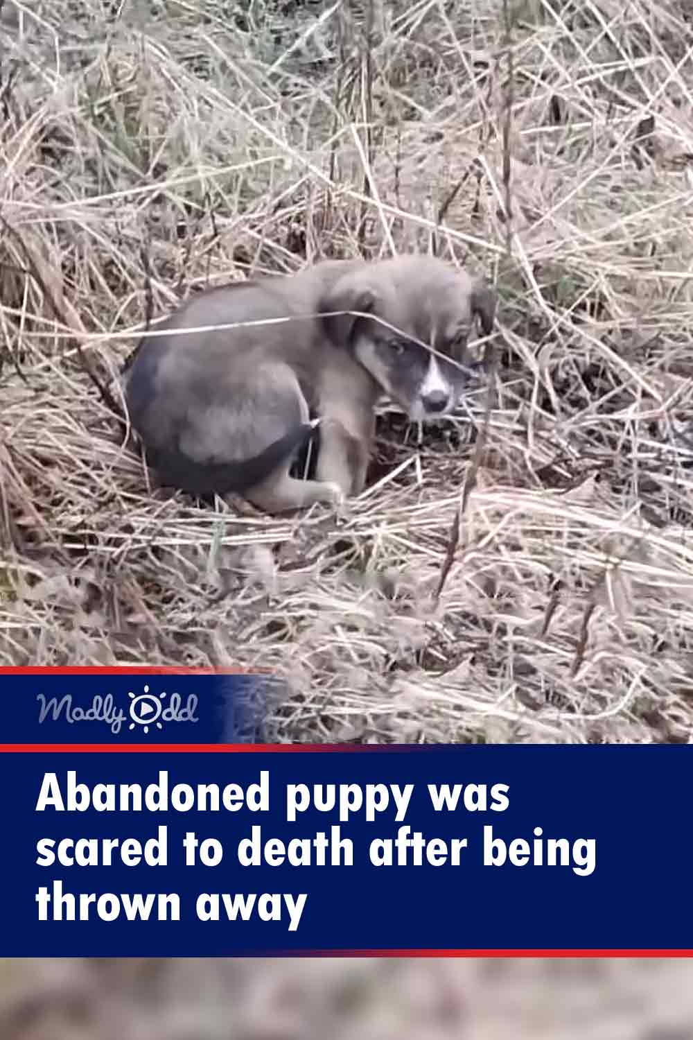Abandoned puppy was scared to death after being thrown away
