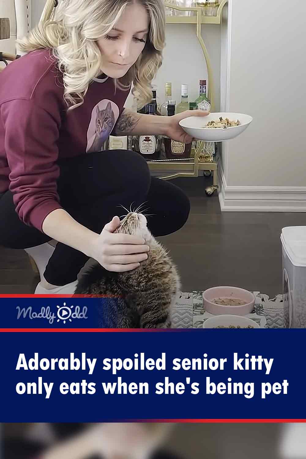 Adorably spoiled senior kitty only eats when she\'s being pet