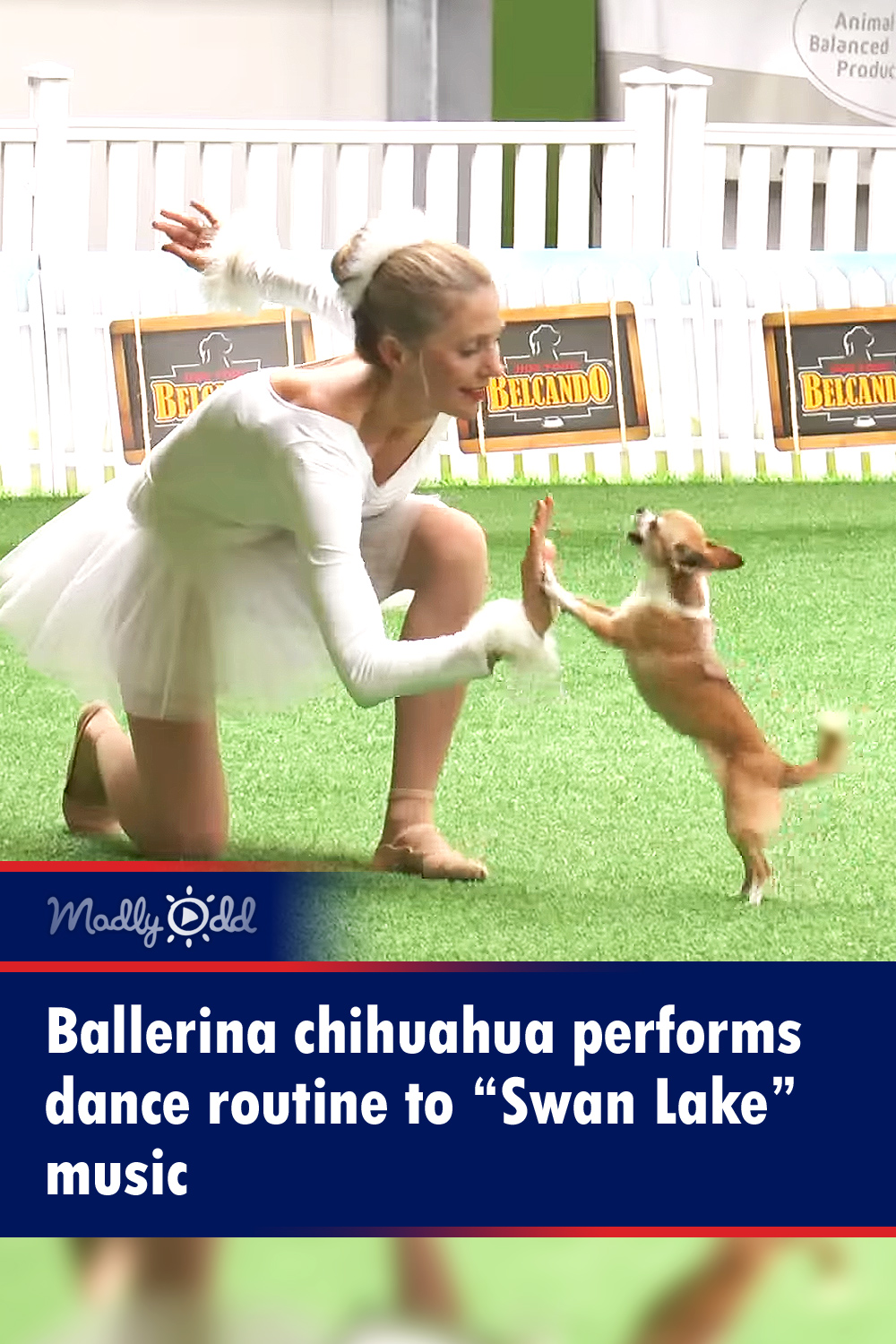 Ballerina Chihuahua performs dance routine to “Swan Lake\
