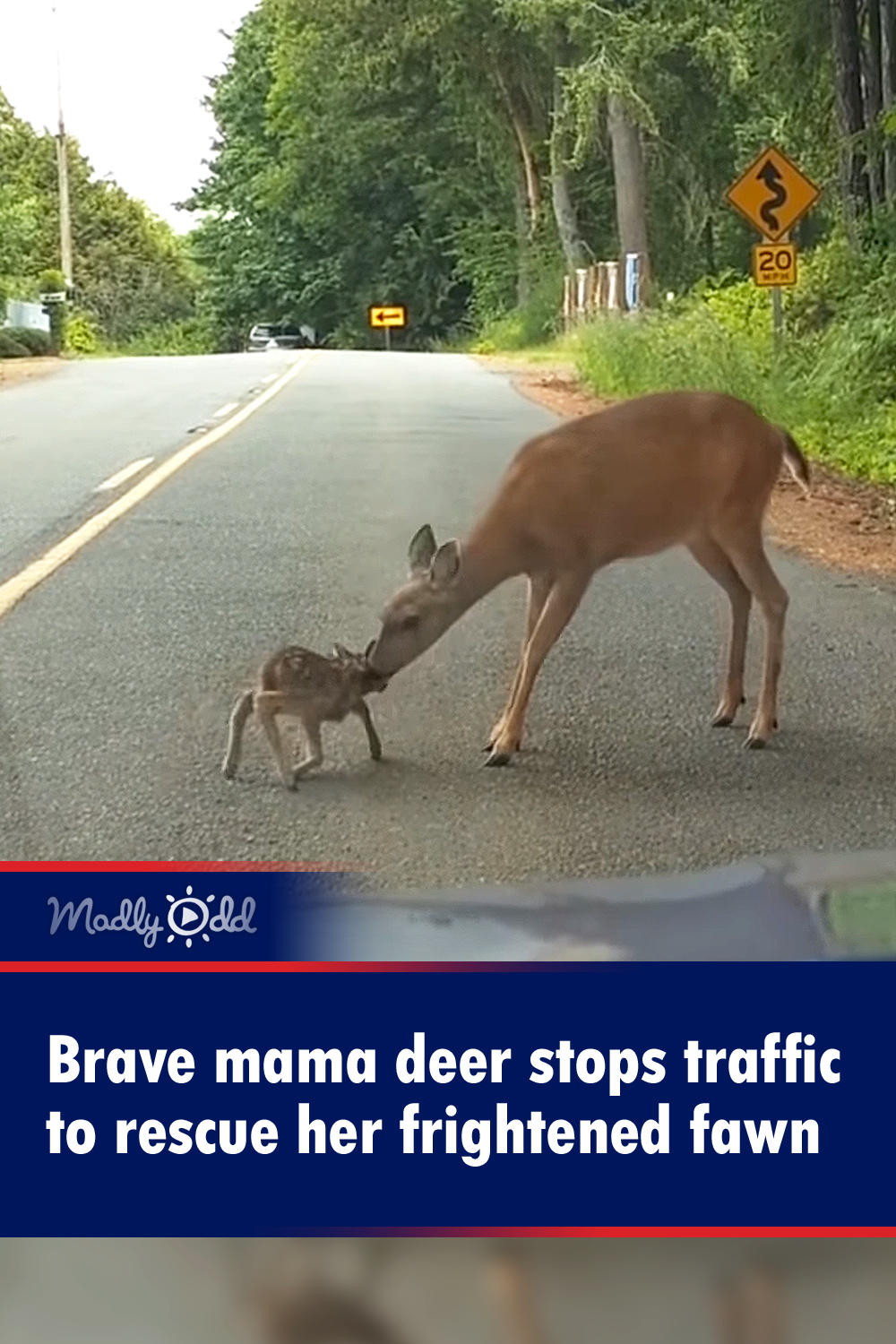 Brave mama deer stops traffic to rescue her frightened fawn
