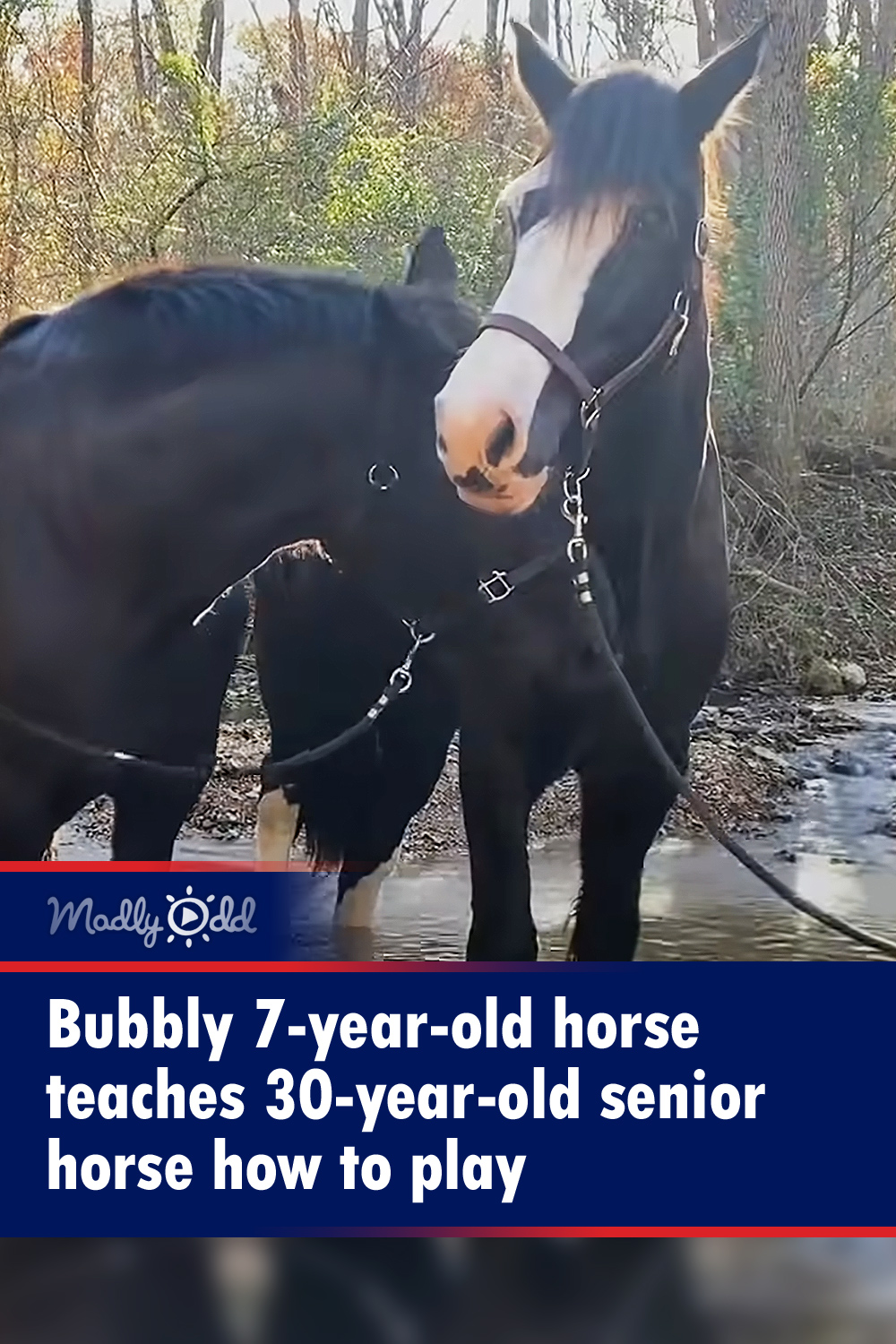 Bubbly 7-year-old horse teaches 30-year-old senior horse how to play