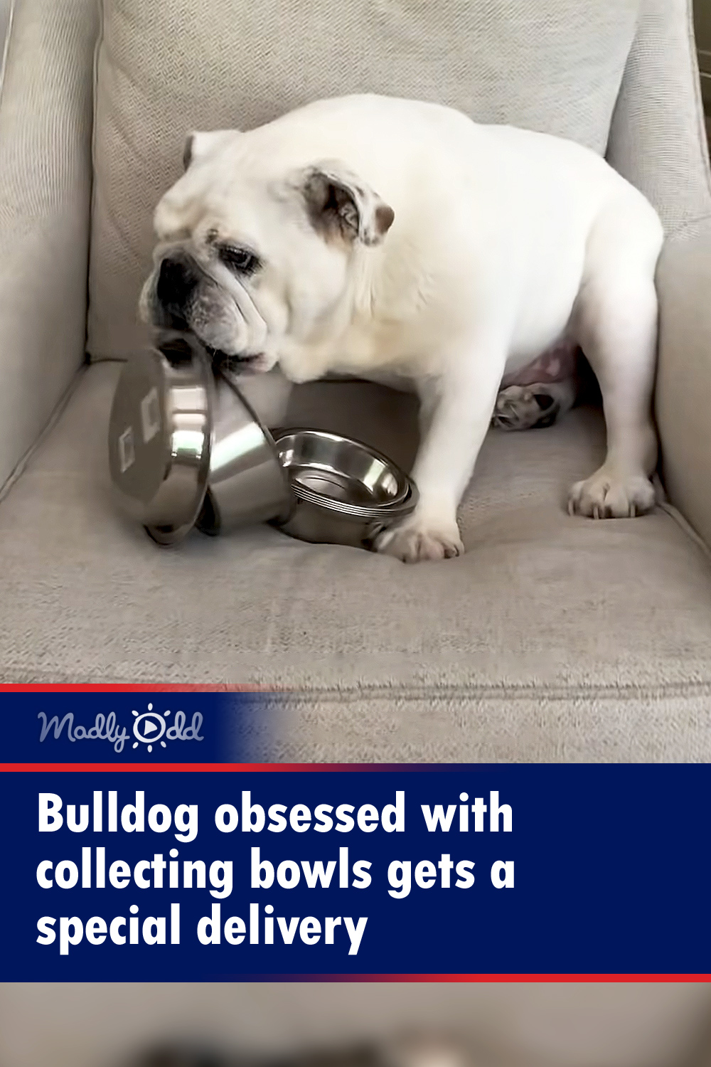 Bulldog obsessed with collecting bowls gets a special delivery