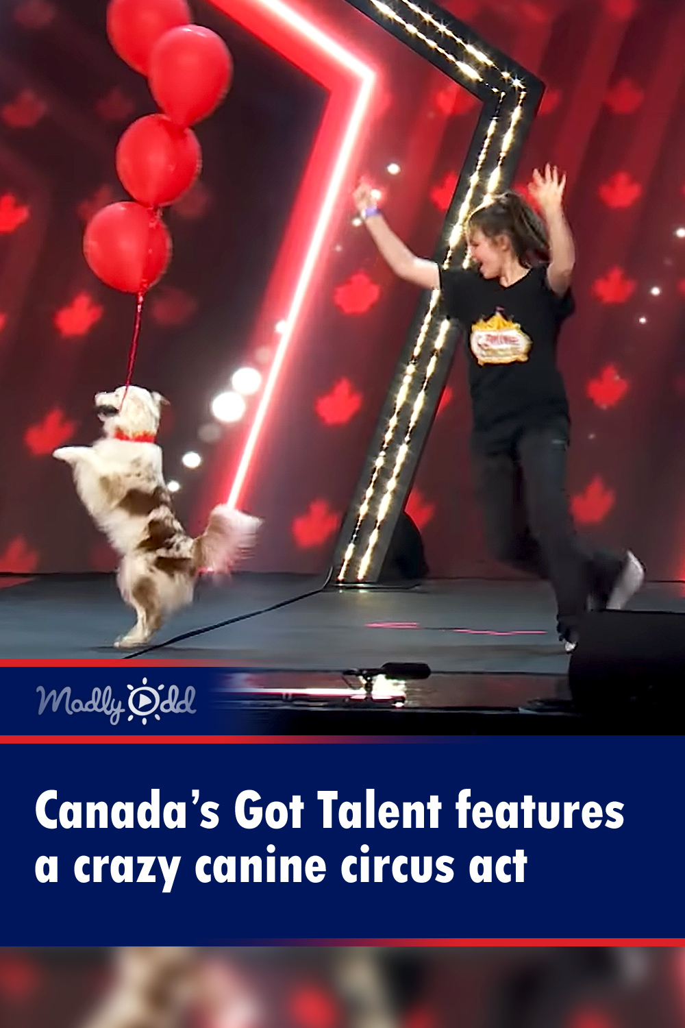 Canada’s Got Talent features a crazy canine circus act