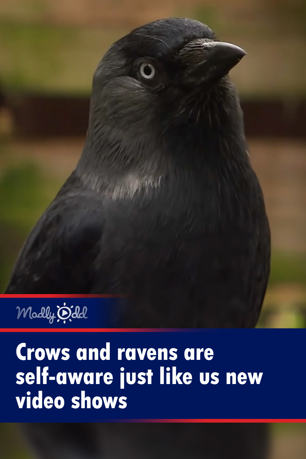 Crows and ravens are self-aware just like us new video shows