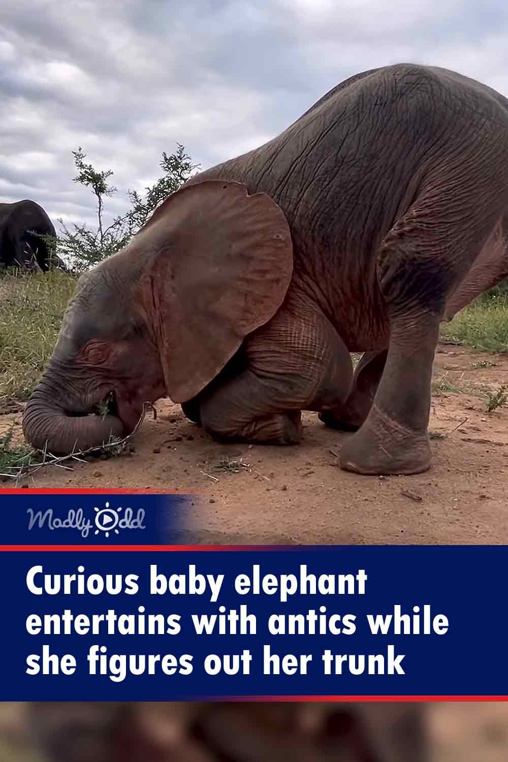Curious baby elephant entertains with antics while she figures out her trunk
