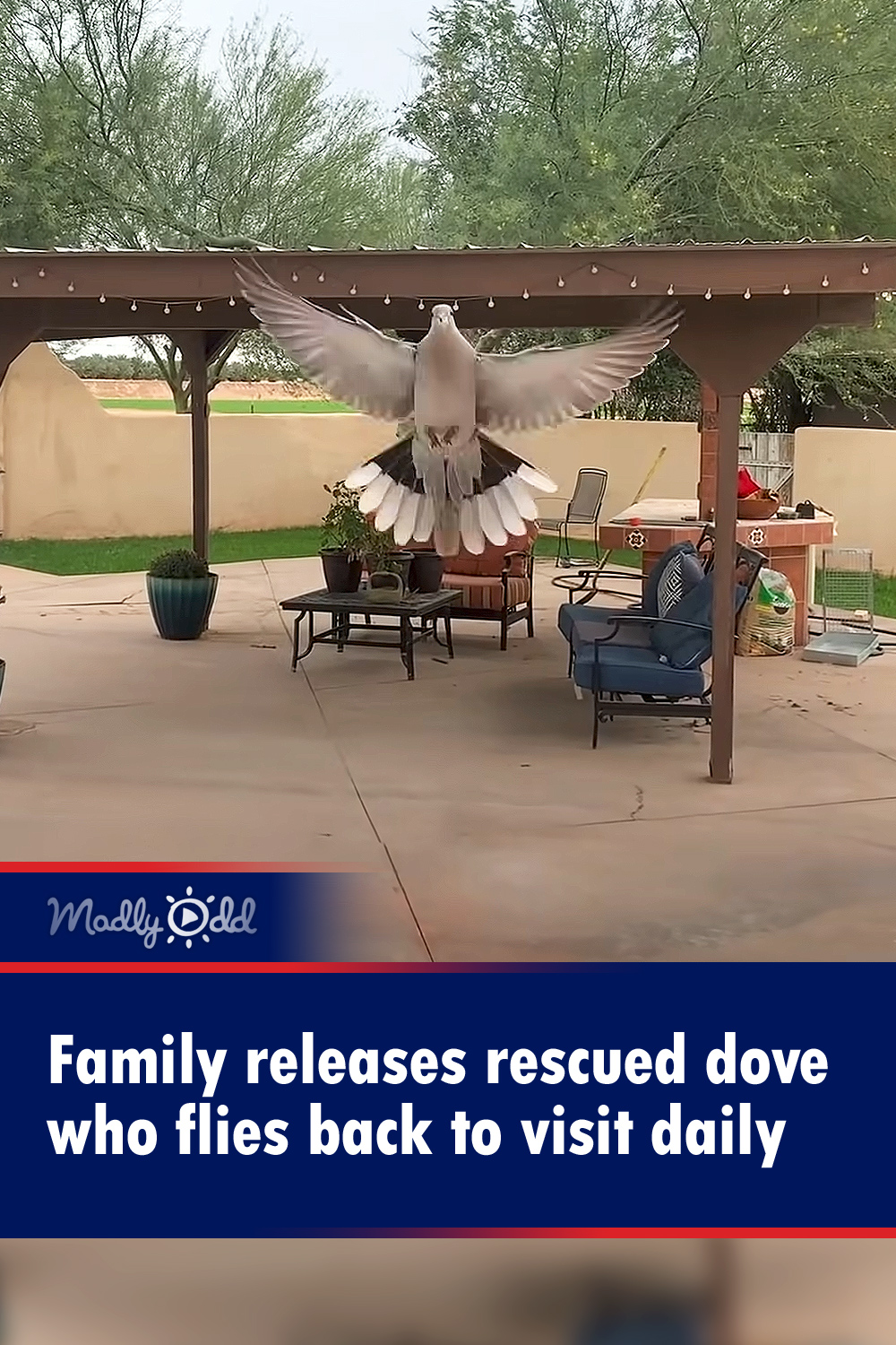 Family releases rescued dove who flies back to visit daily