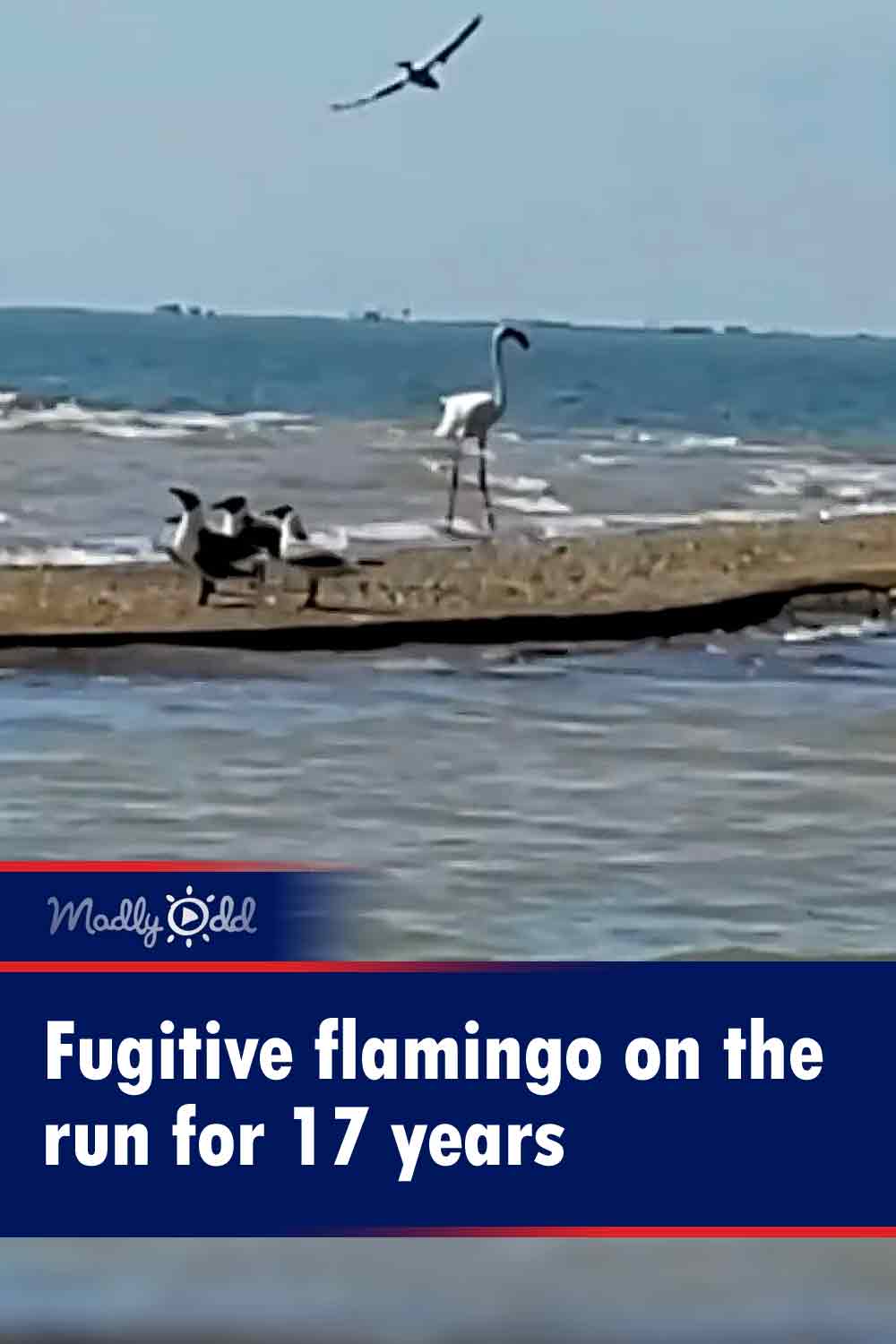 Fugitive flamingo on the run for 17 years