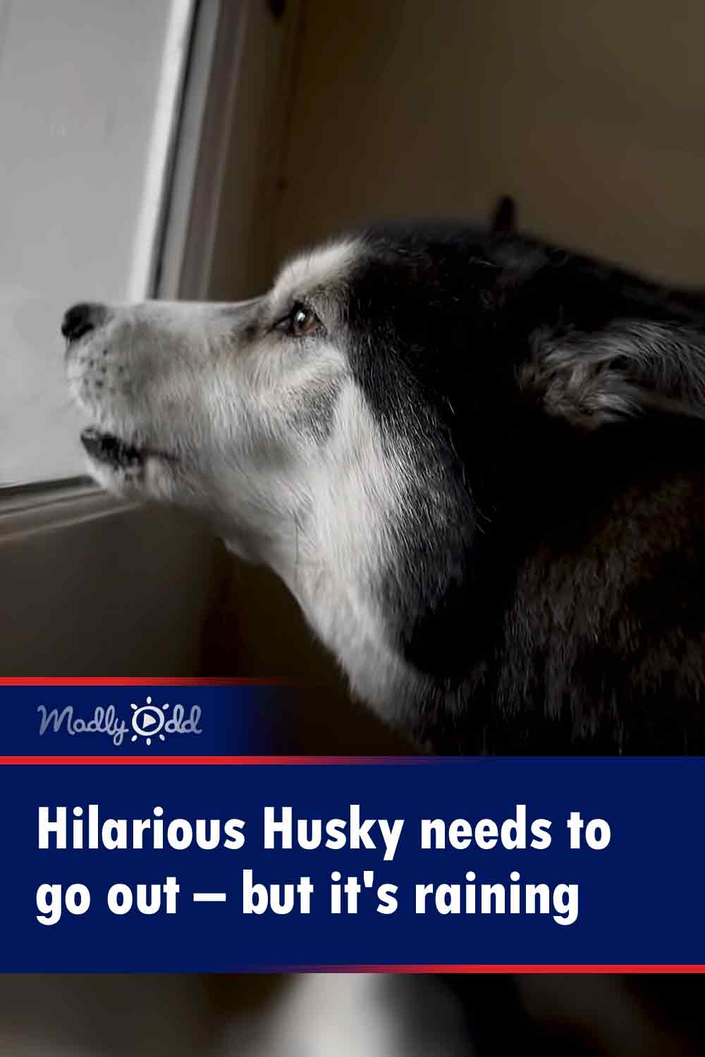 Hilarious Husky needs to go out – but it\'s raining