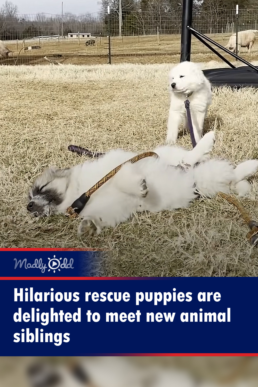Hilarious rescue puppies are delighted to meet new animal siblings