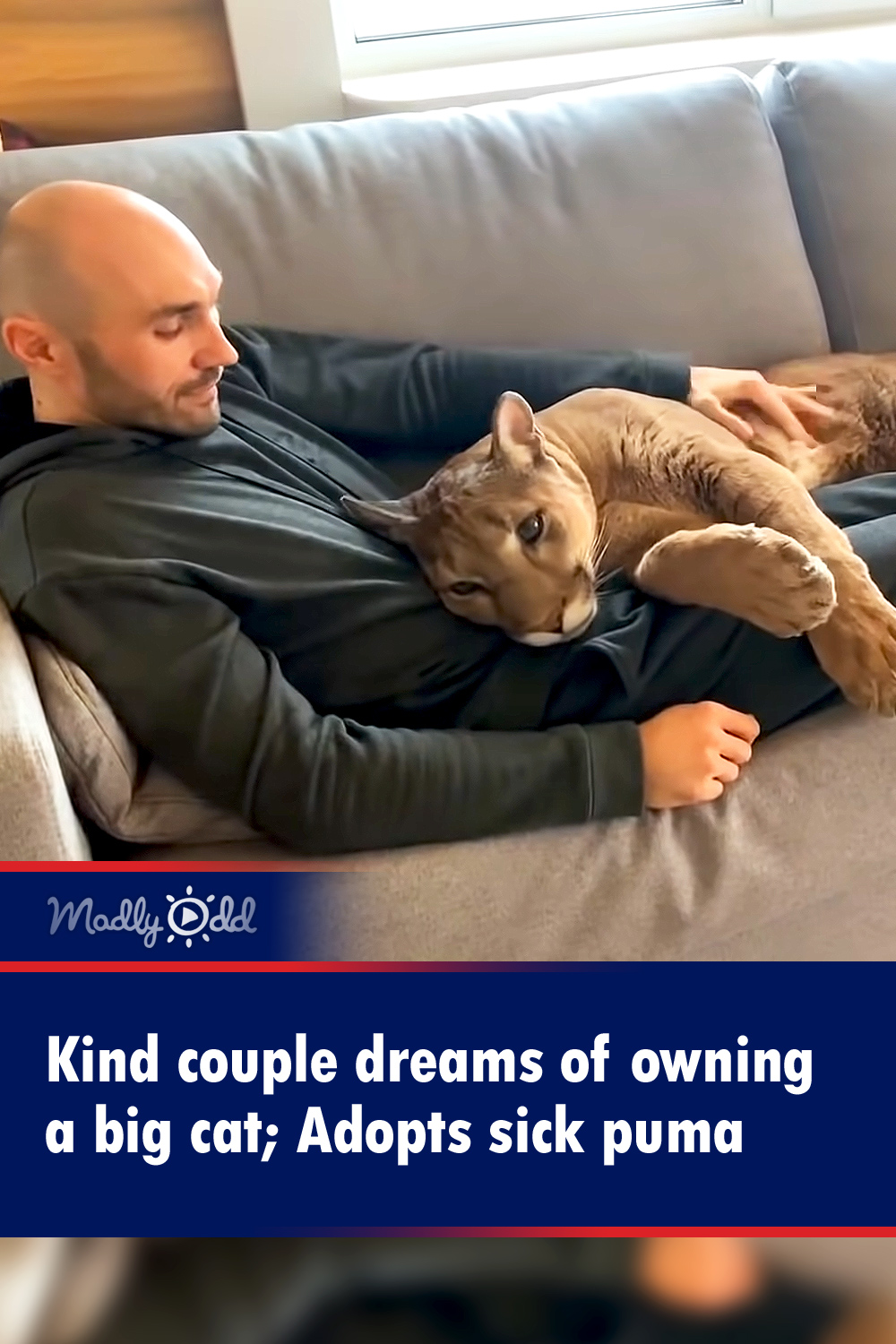 Kind couple dreams of owning a big cat; Adopts sick puma