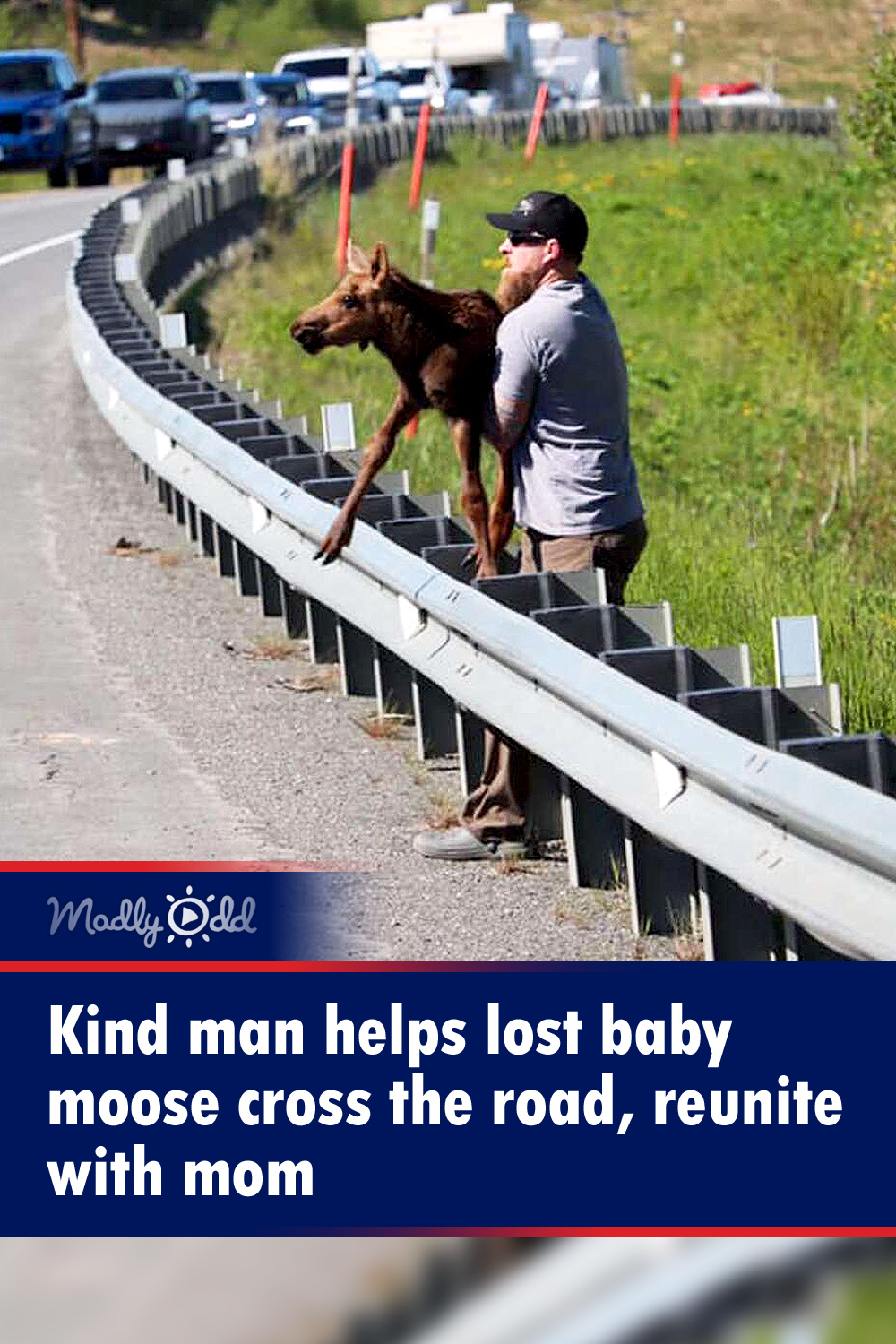 Kind man helps lost baby moose cross the road, reunite with mom