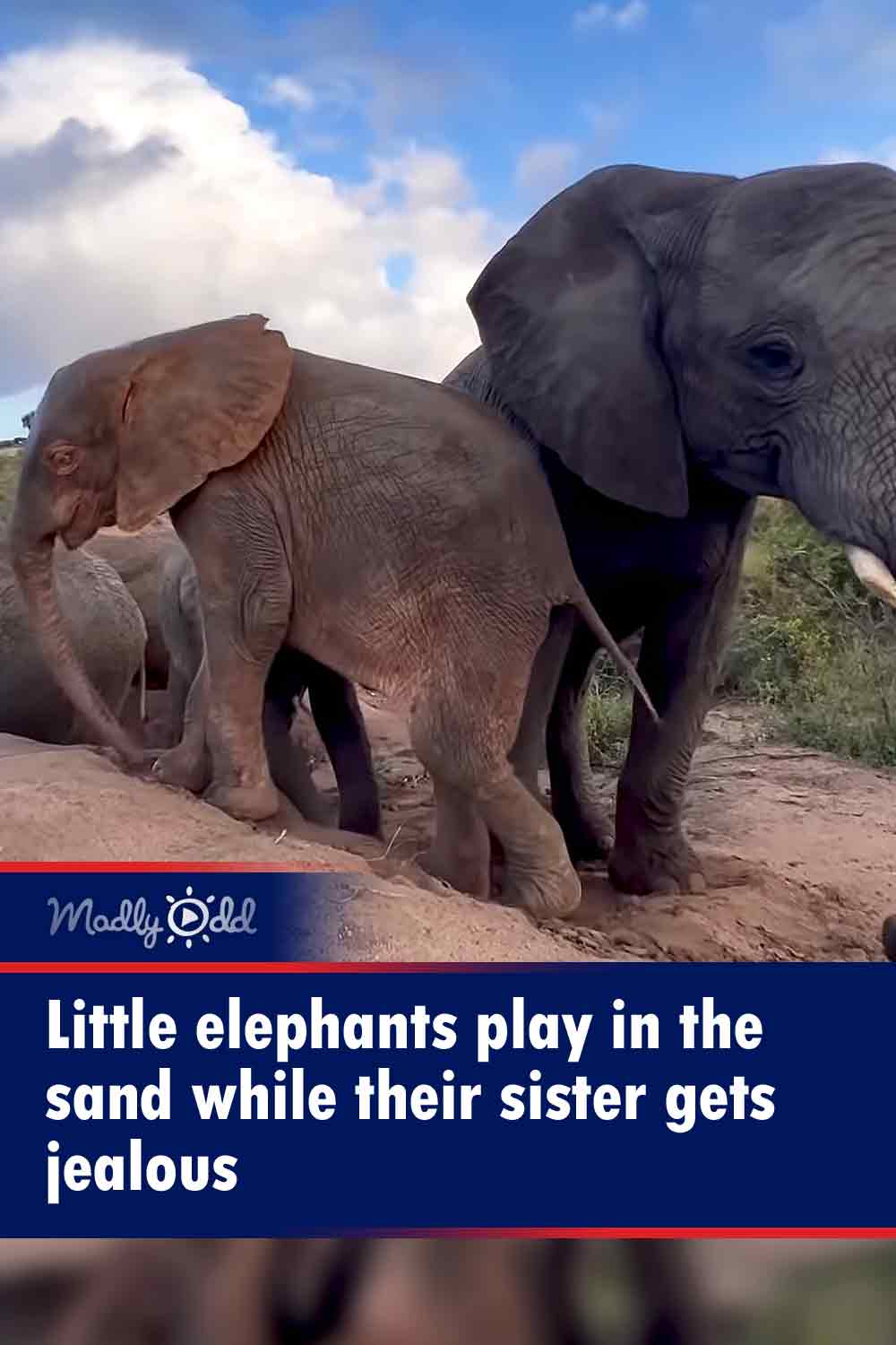 Little elephants play in the sand while their sister gets jealous