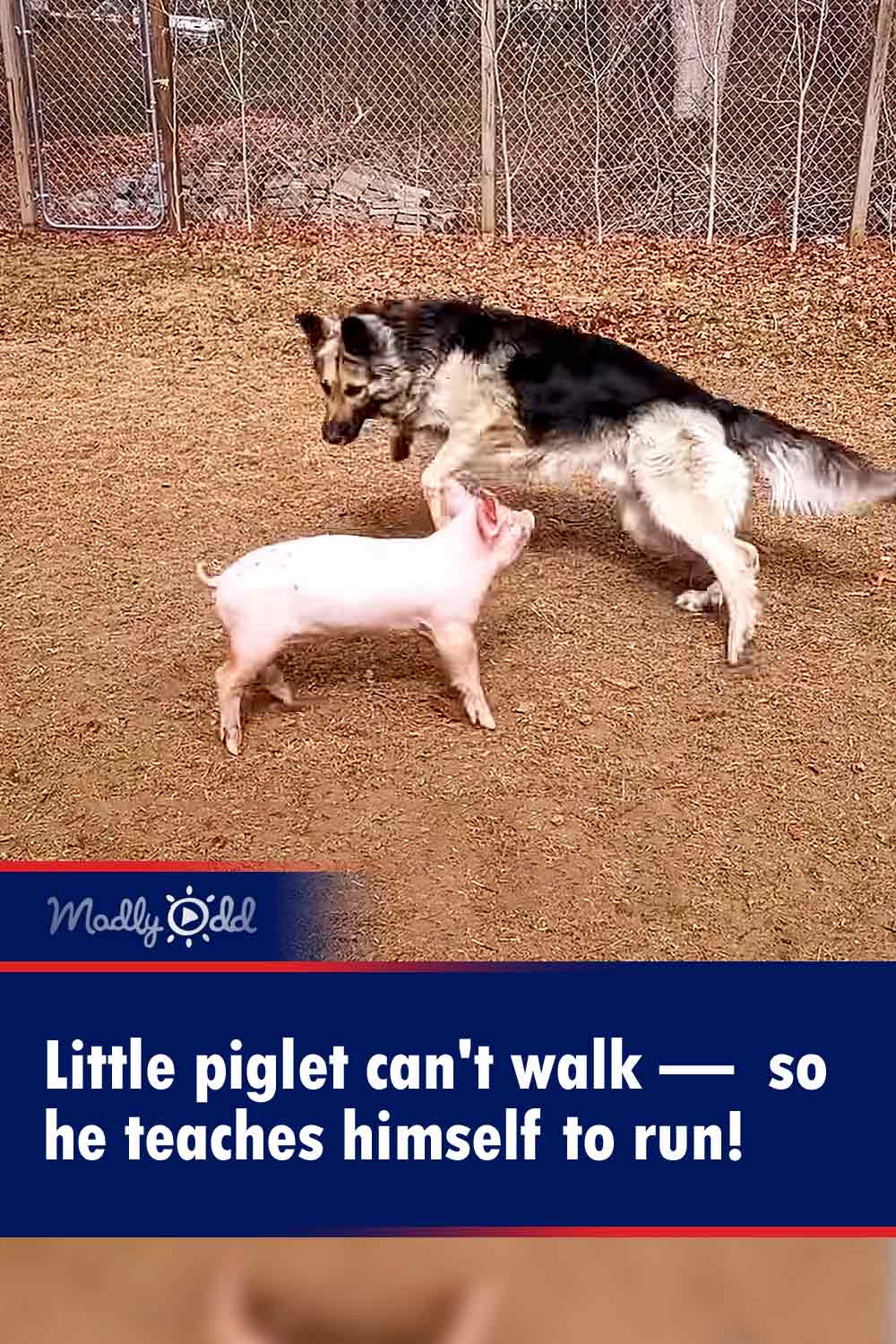 Little piglet can\'t walk —  so he teaches himself to run!