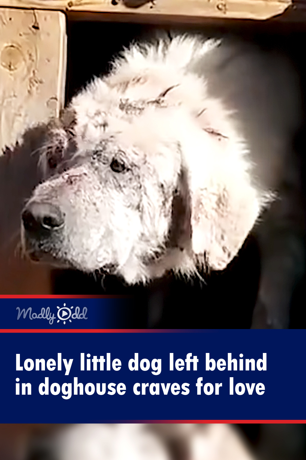 Lonely little dog left behind in doghouse craves for love