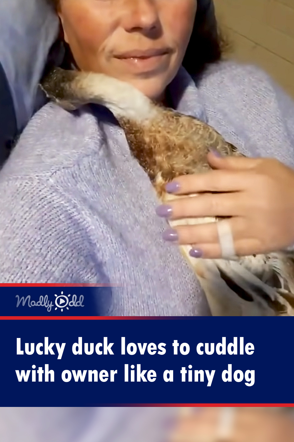 Lucky duck loves to cuddle with owner like a tiny dog