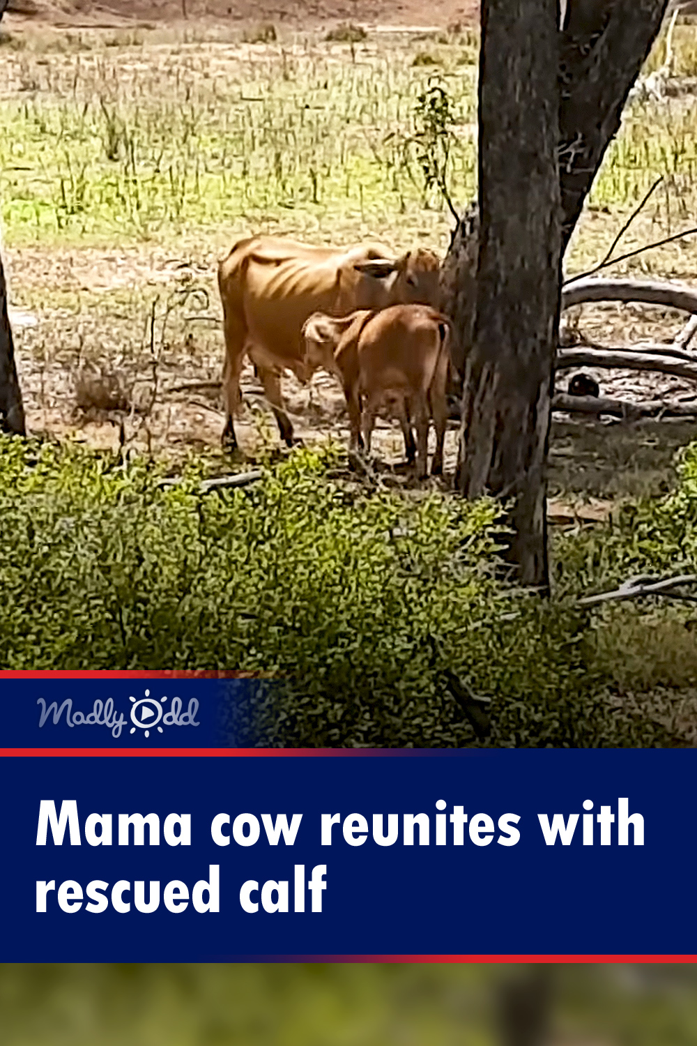 Mama cow reunites with rescued calf
