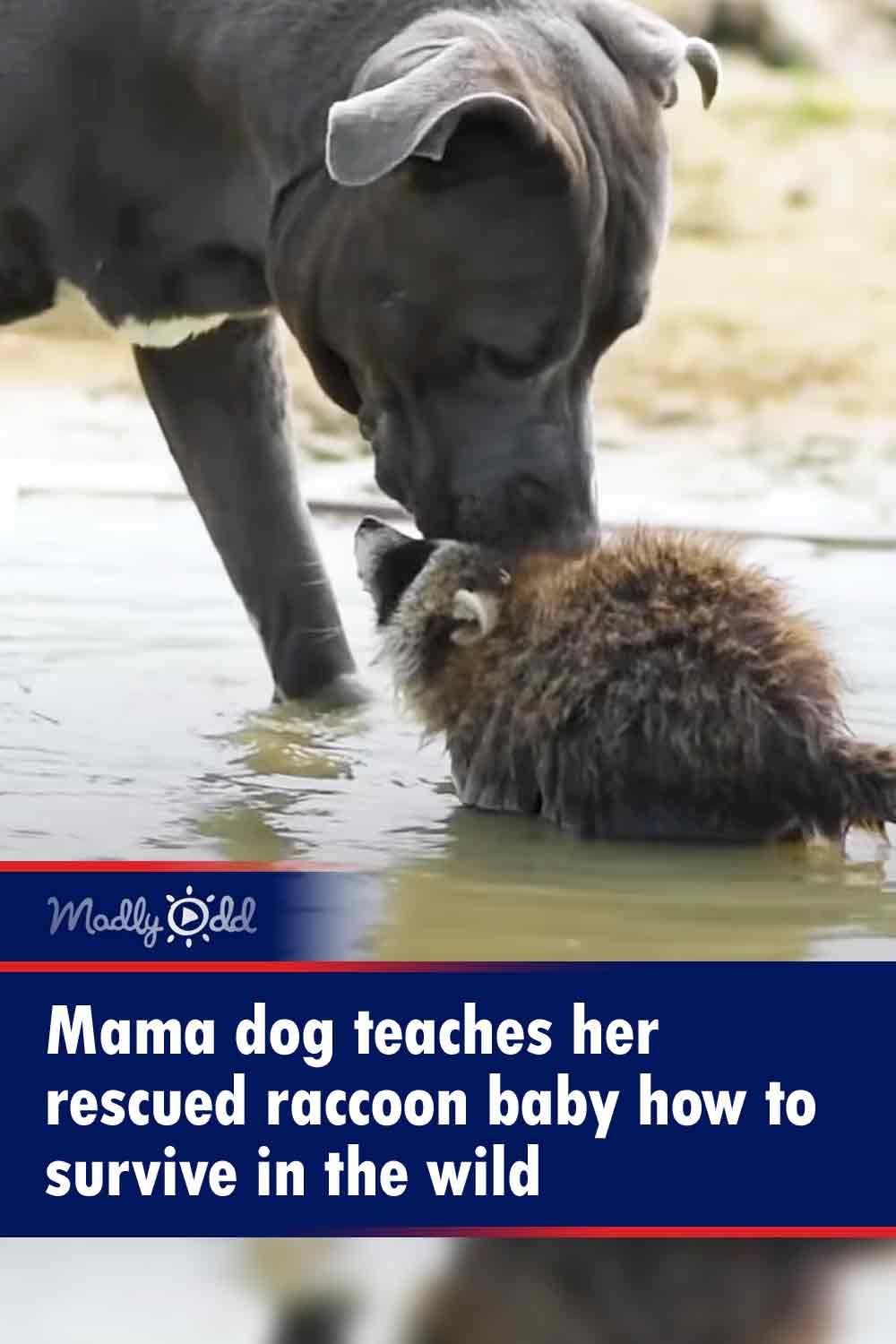 Mama dog teaches her rescued raccoon baby how to survive in the wild