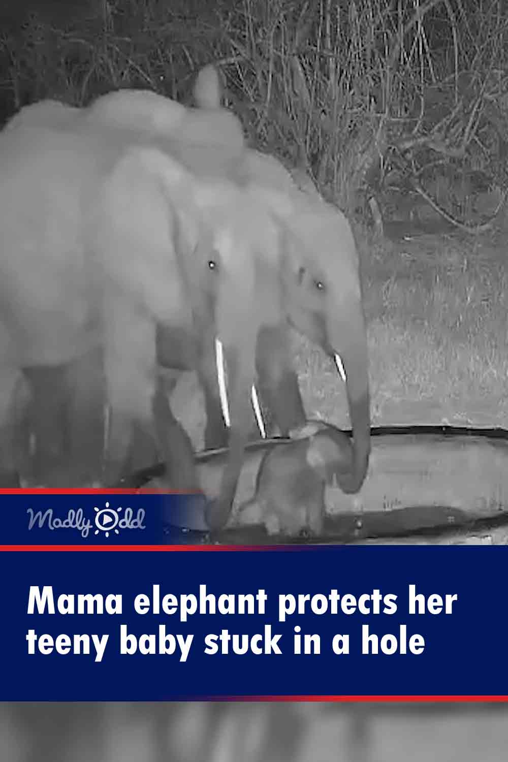 Mama elephant protects her teeny baby stuck in a hole