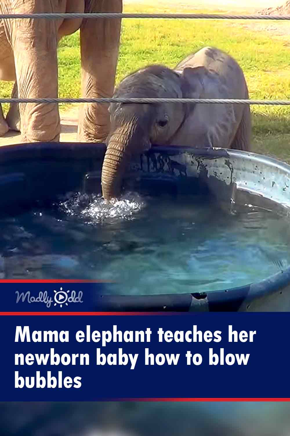 Mama elephant teaches her newborn baby how to blow bubbles