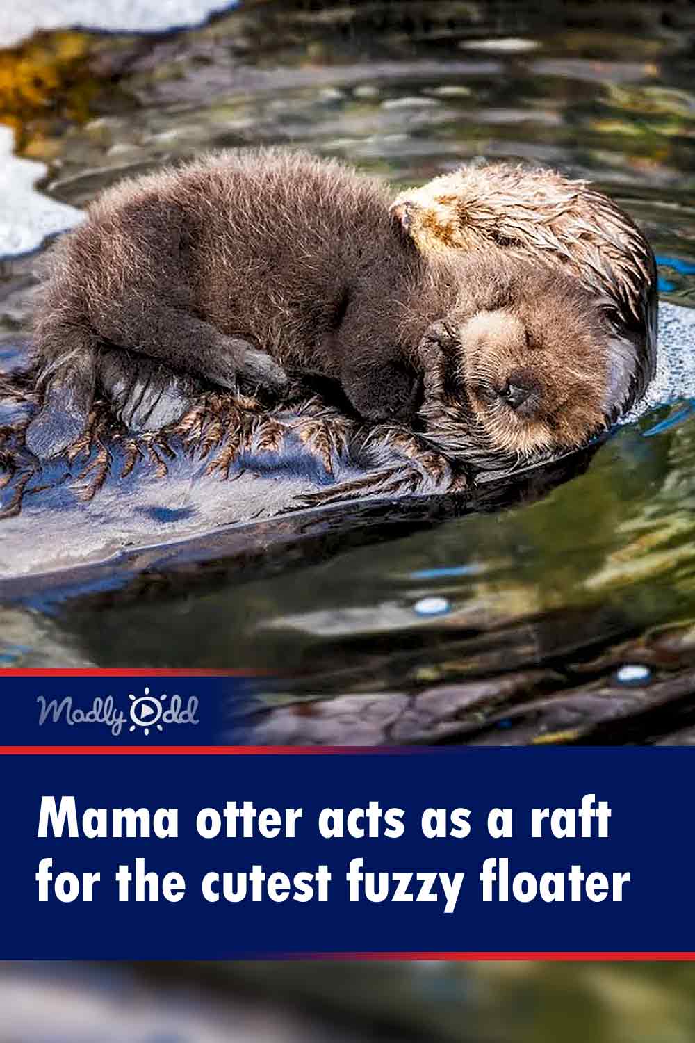 Mama otter acts as a raft for the cutest fuzzy floater