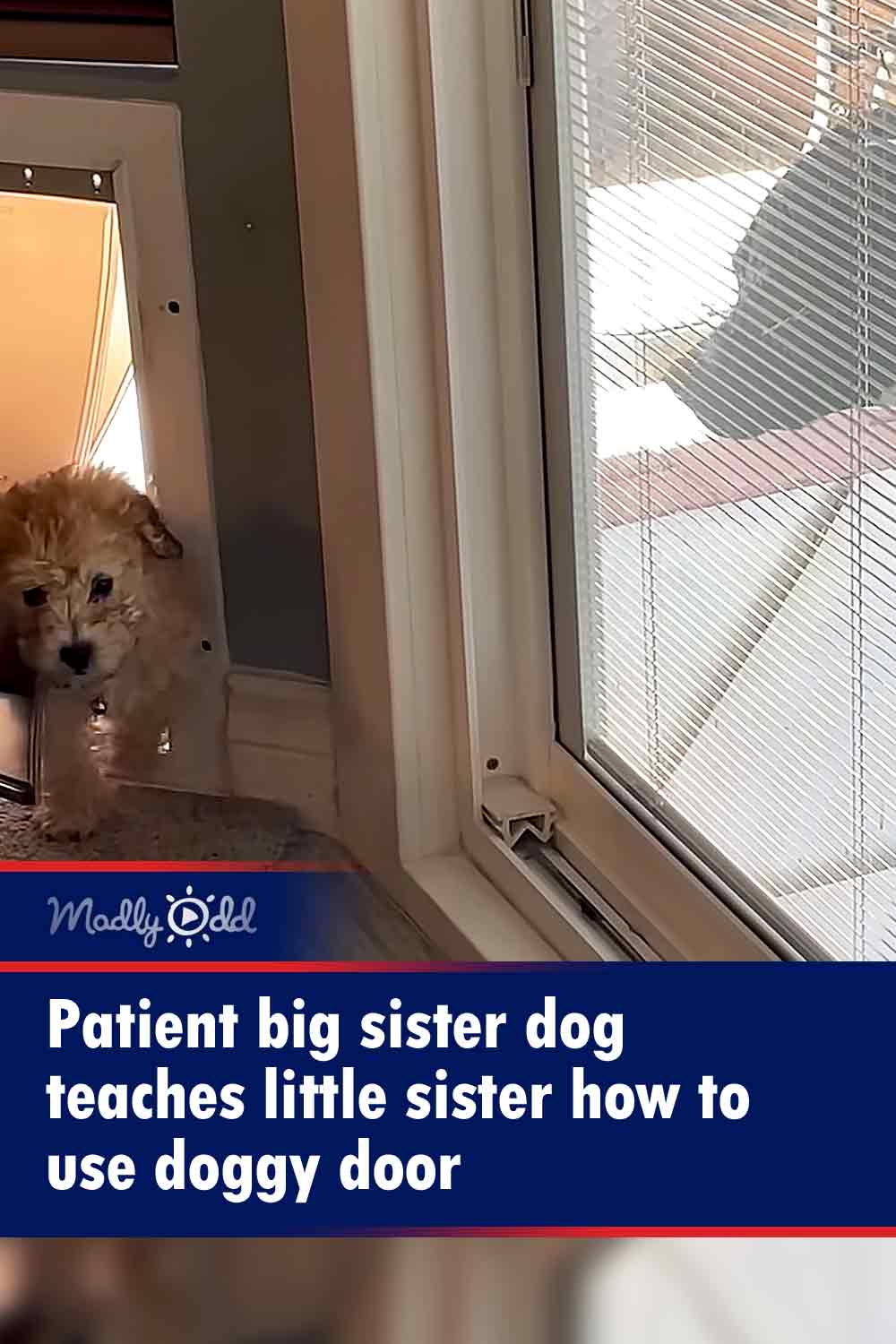 Patient big sister dog teaches little sister how to use doggy door