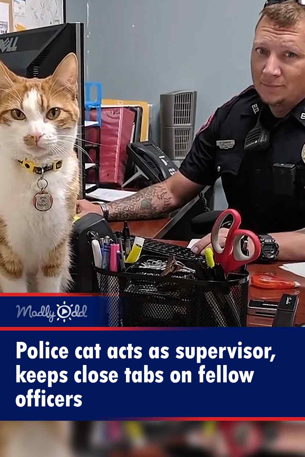 Police cat acts as supervisor, keeps close tabs on fellow officers