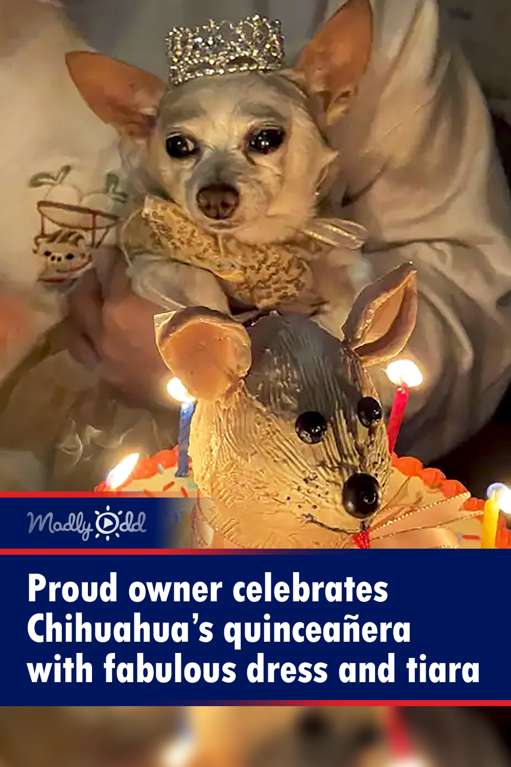 Proud owner celebrates Chihuahua’s quinceañera with fabulous dress and tiara