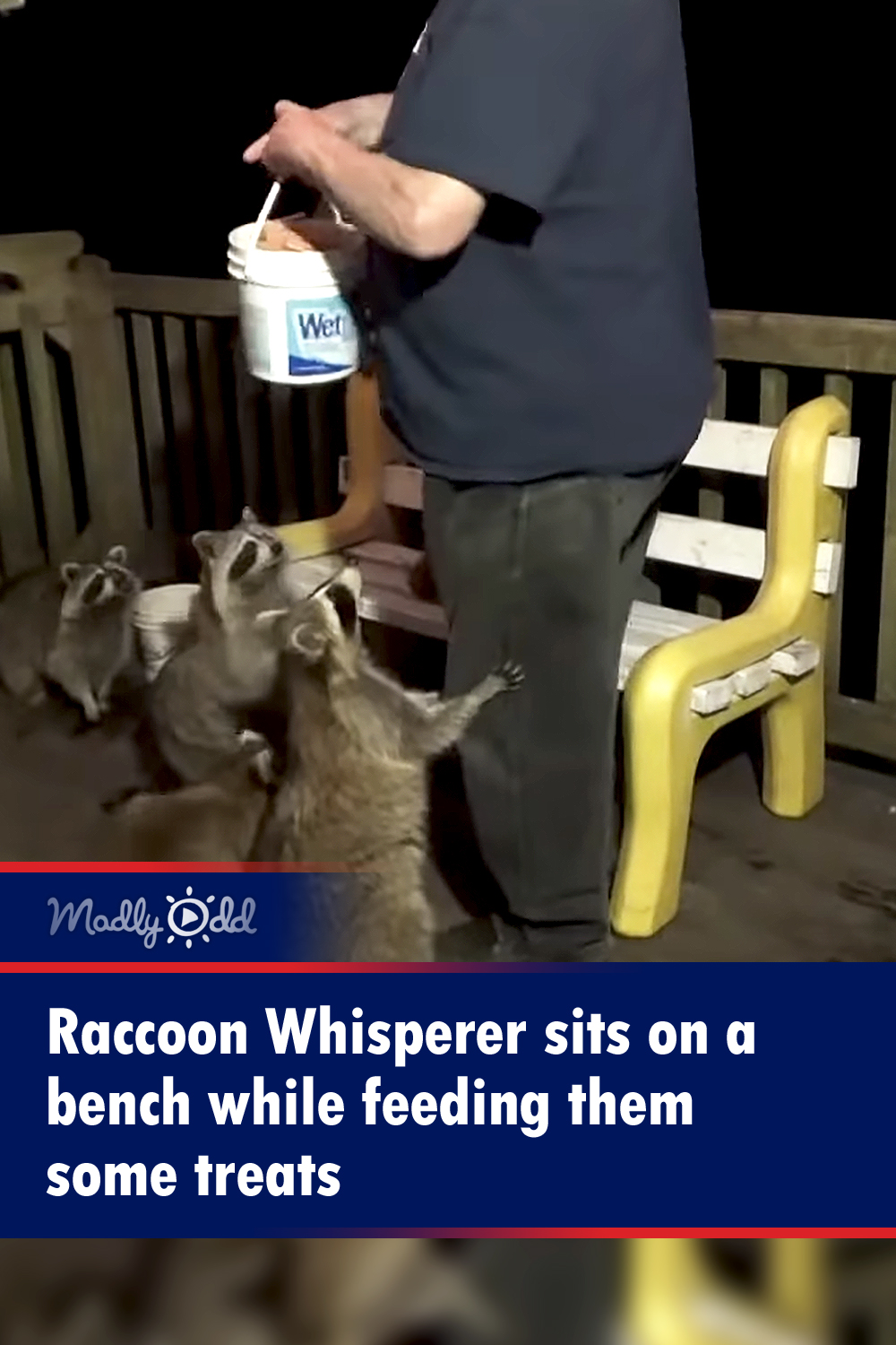 Raccoon Whisperer sits on a bench while feeding them some treats