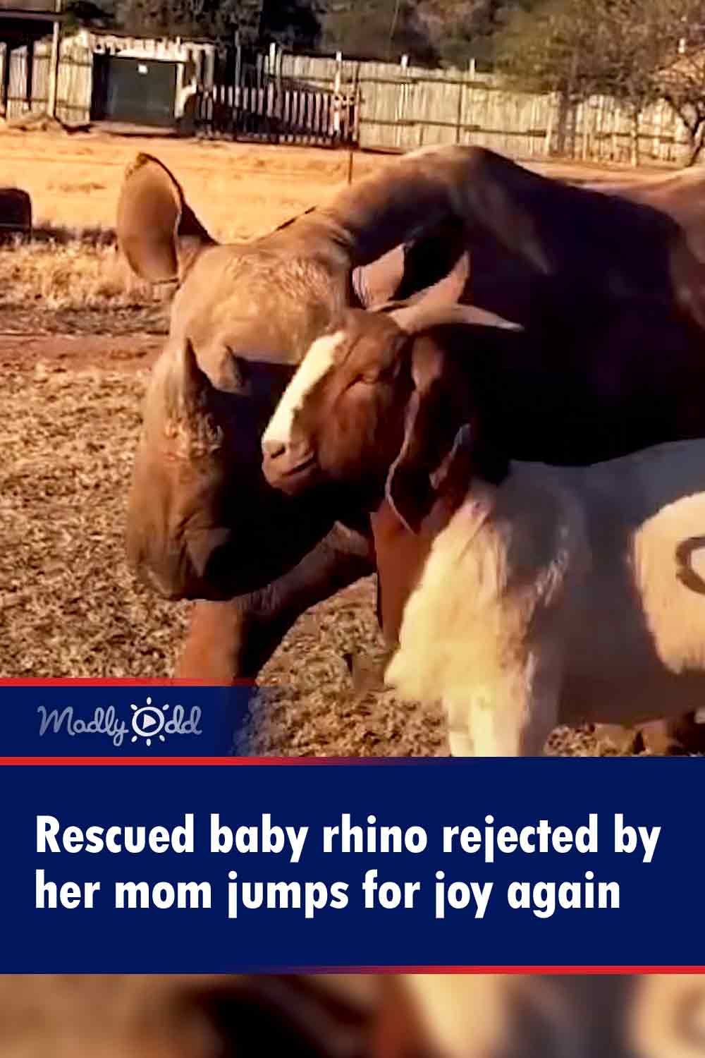Rescued baby rhino rejected by her mom jumps for joy again