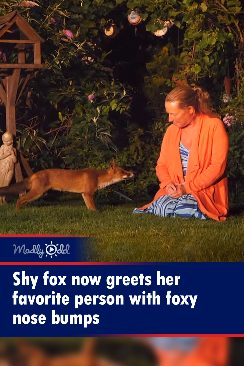 Shy fox now greets her favorite person with foxy nose bumps