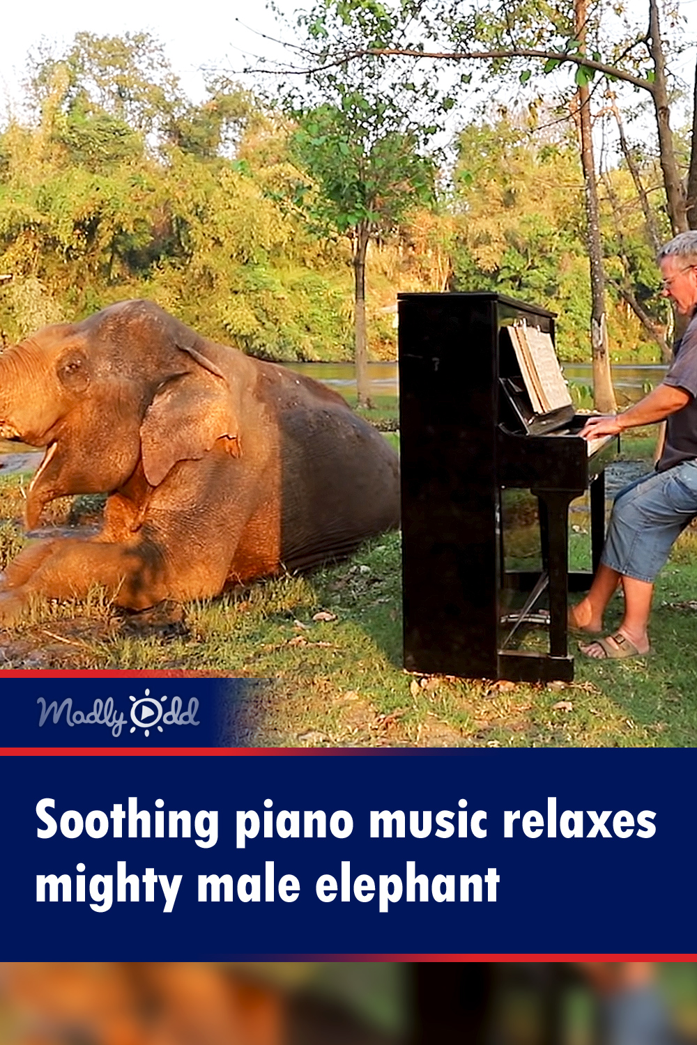 Soothing piano music relaxes mighty male elephant