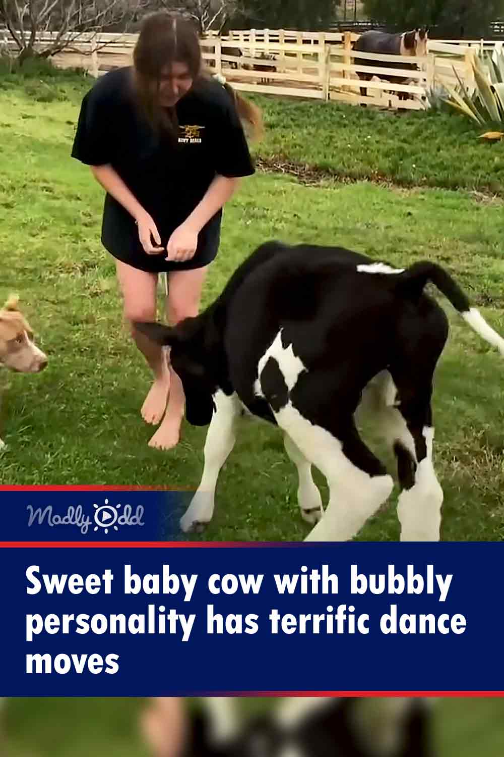 Sweet baby cow with bubbly personality has terrific dance moves