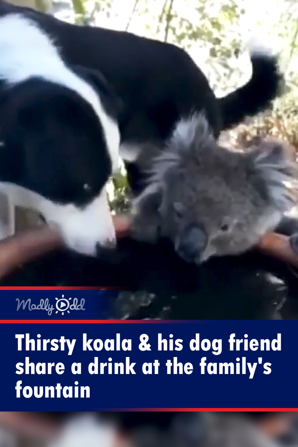 Thirsty koala & his dog friend share a drink at the family\'s fountain